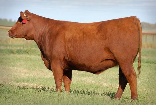 08-0.017 This stylish Trooper daughter and maternal sister to our great herdsire Red RMJ Redman 1T is an exciting outcross female.