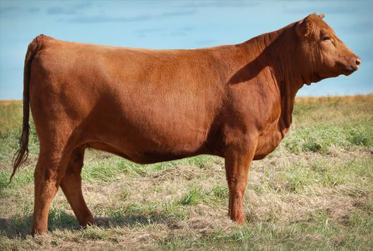05 Moderate framed Forum daughter out of an excellent uddered Lookout 37U daughter. 71Y has one of our top Parker bull calves in 2015. Her early service to Century will be an exciting mating.