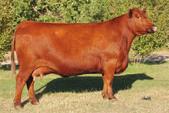 Breeds, and the AJAA Triple Crown title in 2013! She has turned into a top donor female and model Angus type.