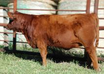 Red Angus.