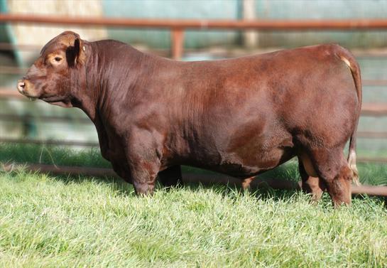 00 Contender is the $62,000 high selling bull at our 2015 Spring Bull Sale to Alt Family Farm. From birth Contender has been a standout son of Solution, exhibiting the mass, power and style we desire.