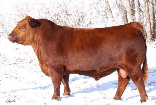 37 Red WPRA Legacy A-314 SELLING 50 UNITS OF EXPORTABLE SEMEN.
