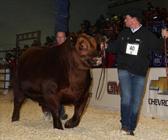 009 WPRA Legacy A314 is a young herd sire we are very proud of.