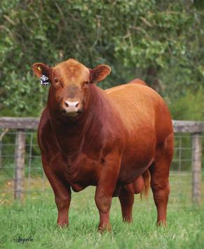 His dam is a powerful black/ red carrier female from the famous Sitz Everelda Entense cow