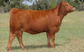 His EPD profile ranks him in the top % of the breed for WW, YW, TM, CE, ME, REA, CW, and Marb.