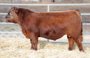 The sire, Face Off 739A was a past high seller at the Triple S Spring bull sale in 2014 to Arrowsmith Red Angus.