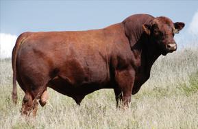 SELLING CHOICE OF EMBRYO LOTS 42A (BY 254B) OR 42B (BY 99M) 42a Package of 3 embryos Red SSS Endorse 254B x Red SSS Valentine 232U PROJECTED PEDIGREE RED SSS ENDORSE 639X RED SSS BOOMER 803B RED SSS