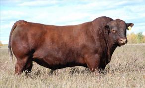 We were impressed with his overall balance, he is dark red, smooth made, structurally correct, big testicled calving easy bull.service Sire to the Triple S Bred Heifers.