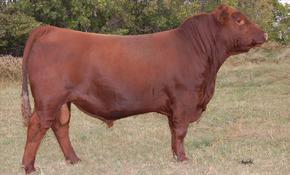 Both sons and daughters look to offer extra muscling and fleshing ability. He is a full brother to Red Lazy MC CC Detour 2W.