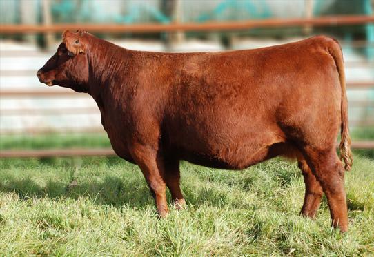 Staunch is a son of 554T, one of the more widely used red angus bulls in North America. Her dam, Rose 327Z is a result of our ET program being a daughter of the proven donor dam, 634P.