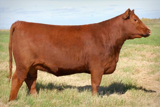 01 Here is a heifer that might not have the EPD profile of the others but she ranks with the best when you consider depth, fleshing ability and overall structure.