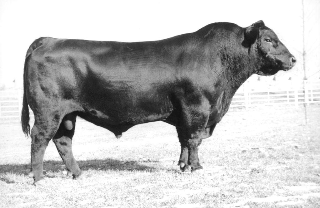 Purebred Bull Division Grand Sire to Lots 19-26 CA Future Direction 5321 19 JB Direction 72 B-Date: 12/28/2011 Tattoo:72 Bull:17414532 20 JB Direction 122 B-Date: 01/01/2011 Tattoo:122 Bull:17408357