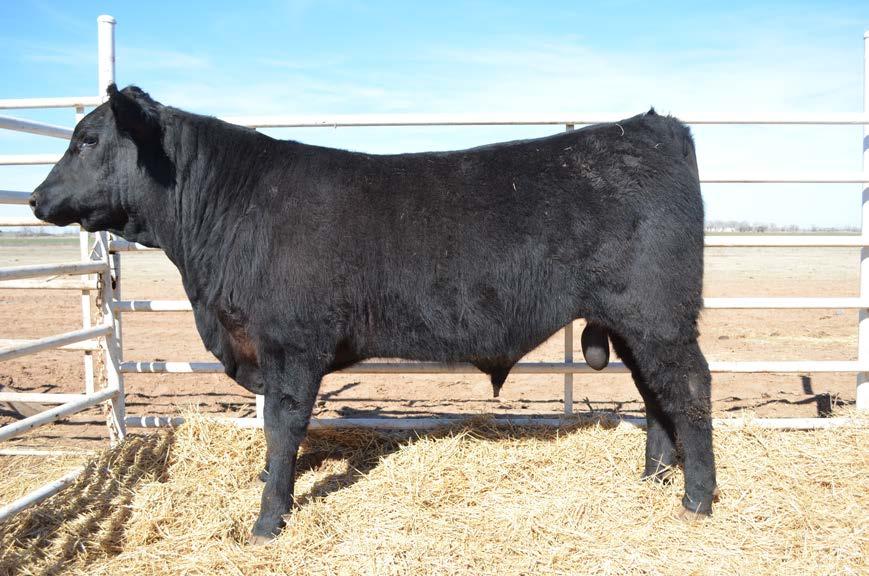 Commercial Bull Division Lot 29 29 B-Date: 02/05/2012 Sire: Son of SAV New Worth 4200 Here s a performance bull with an ADG on an 86 day feeding period of 4.77 lbs/day.