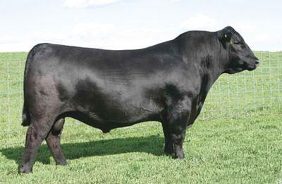 Commercial Bull Division SAV Bismarck Grand Sire to Lots 31-37 31 B-Date: 02/07/2012 Sire: Son of SAV Bismarck AI son of