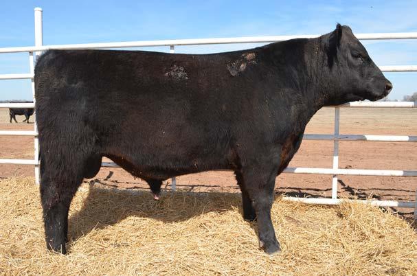 Lot 31 32 B-Date: 02/09/2012 Sire: Son of SAV Bismarck AI son of Bismarck is safe to use on heifers.
