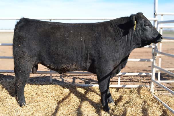 34 B-Date: 02/24/2012 Sire: Son of SAV Bismarck A son of Bismarck, he s safe to use on heifers. He weighed 946 lbs on 3/1/13.