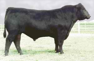 36 B-Date: 02/05/2012 Sire: Son of SAV Bismarck A son of Bismarck, he s safe to use on heifers. He weighed 1080 lbs on 3/1/13.
