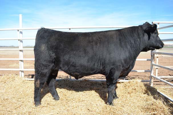 Commercial Bull Division 40 B-Date: 03/20/2012 Grandson of Networth, he s a big rugged rancher bull. ADG on an 86 day feeding period was 3.79 lbs/day.