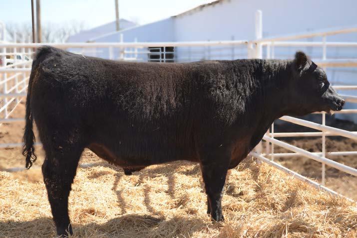 Commercial Bull Division 65 B-Date: 03/03/2012 Sire: Son of Connealy Danny Boy Grandson of Connealy Danny Boy he has excellent performance