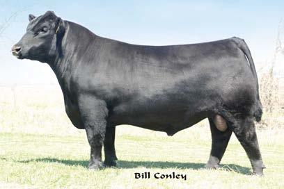 Purebred Bull Division Limestone Lookout Y678 - Lot 1 1 Limestone Lookout y678 B-Date: 09/20/2011 Tattoo:Y678 Bull:17222369 2 Limestone Lookout Y707 B-Date: