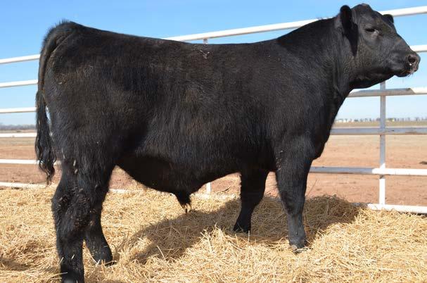 His ADG on an 86 day feeding period was 4.25 lbs/ day. This is Cletus s favorite bull of our 2012 calf crop. 35 0.37 0.