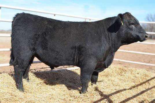 Grand Sire of Lot 7 EXAR 263C 8 BAR New Day 2270 B-Date: 11/25/2011 Tattoo:2270 Bull:17461724 SAV New Day 5959 B&C 270 Fay Design 878-604 Boyd New Day 8005 Sunset Valley Skymere 035 Bon View New