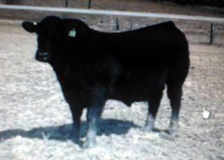 (Eagle Eye x Widespread) 2013 Calves sired by: Edgar (Canadian Angus show bull of the year) Saugahatchee