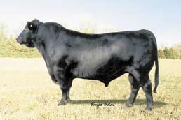 Bred to Final Product. (Sexed) on April 15th 2013. BW 3.7 WW 42 YW 81 MM 20 TM 41 CE 1.