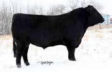 JUSTAMERE 1118 CASH 665P 3/4 brother 46 REMITALL KEEPSAKE 143L Dam to Cash and 945W Sunset Acres Justamere 1537 Keepsake 945W Black Female AFA 945W 1527142 31/03/2009 Sire: EXAR SUDDEN IMPACT 1537