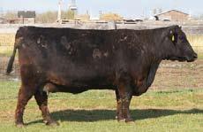 outstanding cow Remintall Keepsake 143L. The Keepsake family has produced many champions and Justamere 1118 Cash 665P is a son of 143L.