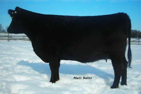 Also, her paternal sister, Brantnor s Favorite 1X, was Supreme Grand Champion Female at the Brampton Preview Show in 2011. Expect problem free production from this 3 yr old gem for years to come.