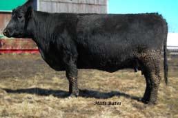 Analyze her impeccable udder structure, feet, and legs; she s the kind we ve been trying to make more of. She has a daughter working at Maple Line Farms, and another one selling in this sale.