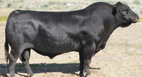and maternal traits with pedigree diversity +9.93 +2.3.98 +65.98 +124.97 Connealy Lead On Altune of Conanga 6104 Sitz Value 7097 Sitz Henrietta Pride 1370 +33.