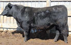 104 1068 DAM: Final Answer daughter Was used on our heifers last year 82 709 114 103 1066 DAM: #182 85 545 88 95