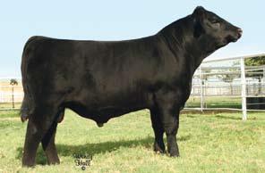 598 x Elba Silveiras Elba 7545 - This NJAS Reserve Late Senior Heifer Calf Champion sells as Lot 4A and her dam as Lot 4.