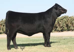 598 x Elba Silveiras Elba 7330 - This maternal sister to the Lot 7 heifers brought $11,000 through the 2007 sale.