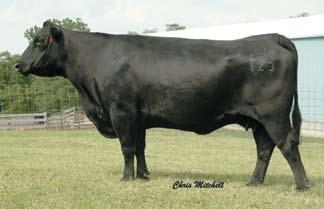 Erica Diana Maplecrest RBC EricaDi A108 - Dam of Lots 20A-20D. Wulffs EXT 6106 - A full-blood brother to the dam of Lots 20A-20D.