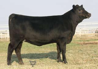 She has many years of embryo production left in her and the fact that she is an EXT donor that is highly proven, there is no doubt you can flush her with success to a high growth New Design bred bull