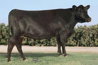 Emulation EXT +GAR Bando 1032 -.010 +9 -.1 +51 +91 N/A +10 +23-1.98 This bred heifer was Lot 23 s first calf and had a BR of 96 and YR of 102. +10 +.32 +.10 +30.38 +29.77 +24.71 +44.