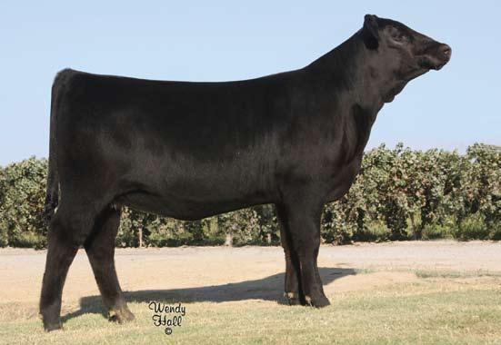 22 I+5 I+25 +1.23 This flashy show prospect combines the best of the cow families at Silveira Bros., the Elbas and the Echos.