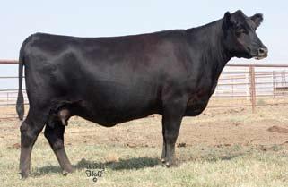 Family Units EXAR Miss Pride H 5569 - She sells as Lot 31.