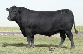 Family Units Garrett Blanchard - Won the Silver Pitcher Award at the 2007 and 2008 National Junior Angus Shows.