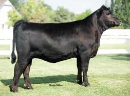 Spring Bred Cows EXAR Wendy 3131 - This donor sells as Lot 36.