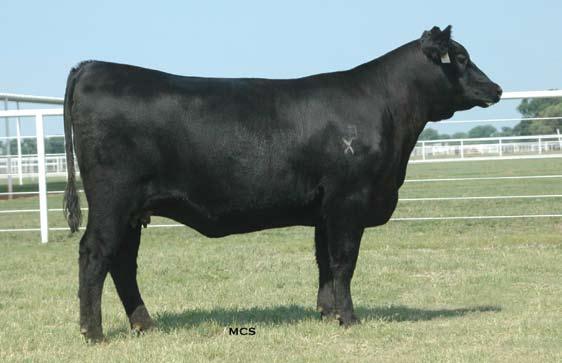 +.049 +7 +2.5 +45 +83 I+.89 +7 +17 +12.06 There are a fair number of BR Midland daughters in the sale and they all are low birth, high carcass cattle like their sire. $W +29.62 $F +24.18 $G +20.
