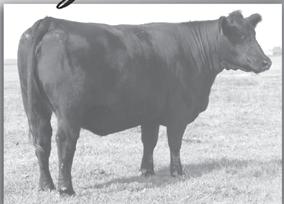 22 +12.79 +23.85 +28.18 and $EN (top 15%). She sells bred A.I. to GAR Yield Grade 4/1/08 and P.E. to Silveiras Tri T EXT 4405 4/29/08 to 8/1/08. Examined safe.