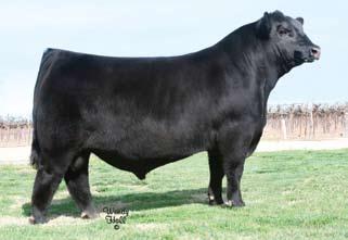 Silveira Bros. Recent Success Stories Silveiras El Capitan 6510 - Leased to Cattlevisions and owned by Silveira Bros., Blaine Rogers, Shane Geist and Jake Parnell.
