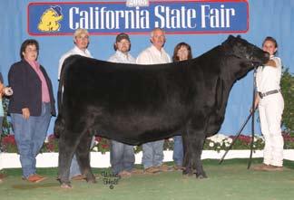 Reserve Late Heifer Calf Champion at the 2008 Western National Angus Futurity Junior Show Reserve Summer Calf Champion, 2008 California Junior Preview Show Senior