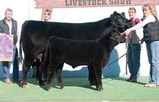 Silveiras Elba 4328 - Bar R Angus, Sloughhouse, CA. Grand Champion Cow/Calf pair at the 2008 Arizona National R.O.V.
