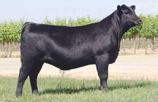 598 x Elba Silveiras Elba 7314 - This daughter of Lot 3 was Reserve Early Junior Calf Champion at the 2007 California Angus Days Junior Angus Show and Reserve Champion Owned Angus Female of Show B at