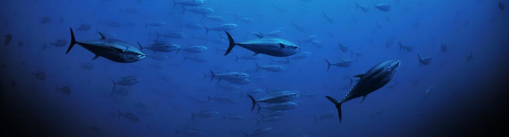 A brief from Fall 2014 Wild Wonders of Europe Recommendations to the 19th Special Meeting of the International Commission for the Conservation of Atlantic Tunas 10-17 November 2014, Genoa, Italy